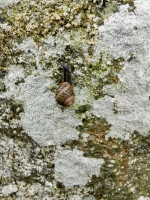 Snail on roadside cross near St. Buryan, Cornwall