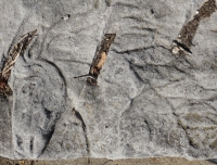 Horse. Foster Avenue Beach vernacular stone carving