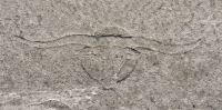 Longhorn  head. Foster Avenue Beach vernacular stone carving