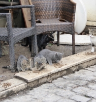Stray cats outside Hagia Sophia