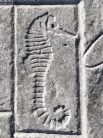 Sea horse, from 12-panel carving. Chicago Lakefront stone carvings, south of La Rabida Hospital. 2025