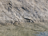 Priapic figure (submerged) and partial female figure with cat's head. Chicago Lakefront stone carvings, south of La Rabida Hospital. 2025