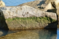 Verno, detail. Chicago lakefront stone carvings, south of La Rabida Hospital. 2021