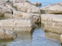 Elaborate carving of a creature. Chicago Lakefront stone carvings, south of La Rabida Hospital. 2024