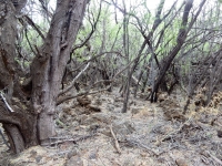 On the trail to the Puako petroglyphs, thick with kiawe trees, a species of mesquite that is invasive but ubiquitous