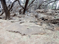 An anthropomorphic petroglyph on the trail to the Puako petroglyph field