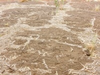 The Puako petroglyphs, which cover a broad swath of pahoehoe lava