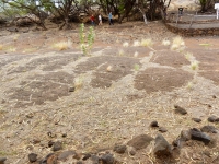 Observers at the Puako petroglyph field
