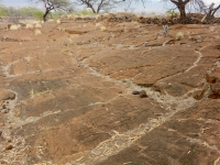 The Puako petroglyph field is crowded with closely spaced anthropomorphic figures