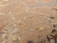 Closely spaced anthropomorphic figures at the Puako petroglyph site