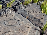 Circle and cupules, Pu`u Loa petroglyphs, ⁨Hawai‘i Volcanoes National Park⁩