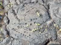 Cupules, Pu`u Loa petroglyphs, ⁨Hawai‘i Volcanoes National Park⁩