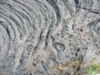 Anthropomorphs, circles and cupules, Pu`u Loa petroglyphs, ⁨Hawai‘i Volcanoes National Park⁩