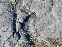 Cupules and symbols, Pu`u Loa petroglyphs, ⁨Hawai‘i Volcanoes National Park⁩