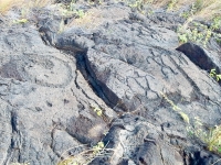 Symbols and figures, Pu`u Loa petroglyphs, ⁨Hawai‘i Volcanoes National Park⁩