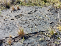 Circles and figures, Pu`u Loa petroglyphs, ⁨Hawai‘i Volcanoes National Park⁩