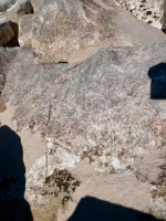 M, A. Chicago Lakefront stone carvings, south of La Rabida Hospital. 2025