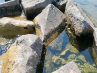 Dog, EJ, JD, HP, Jack, OH. Chicago lakefront stone carvings, south of La Rabida Hospital. 2023