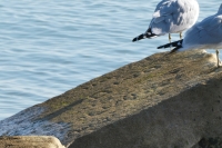 Indecipherable. Chicago lakefront stone carvings, south of La Rabida Hospital. 2021