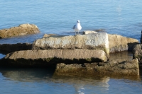 T.D., undeciphered letters. Chicago lakefront stone carvings, south of La Rabida Hospital. 2021