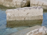 XX, JN, others. Chicago Lakefront stone carvings, south of La Rabida Hospital. 2024