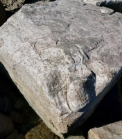 Unfinished head, 40, 92. Chicago Lakefront stone carvings, south of La Rabida Hospital. 2025