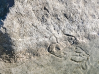 Priapic figure (submerged) and partial female figure. Chicago Lakefront stone carvings, south of La Rabida Hospital. 2025