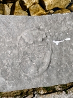 Possibly an incomplete face. Chicago Lakefront stone carvings, south of La Rabida Hospital. 2023