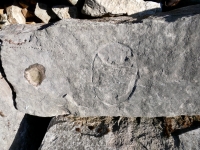 Possibly an incomplete face. Chicago Lakefront stone carvings, south of La Rabida Hospital. 2025