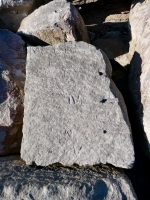 Merrill Orme, Al, A, N. Chicago Lakefront stone carvings, south of La Rabida Hospital. 2025