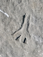 Incomplete peace symbol (detail), CDL, ML, hourglass, NJ Haab. Chicago lakefront stone carvings, south of La Rabida Hospital. 2023