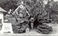 Entrance log at Trees of Mystery Park, Redwood Highway, California, postcard
