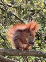 Punk rock squirrel in Łazienki Park, Warsaw