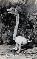 Flamingo assemblage postcard