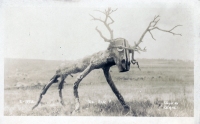 Root Monster postcard