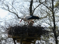 A resident of the stork village near Tiktin