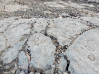 Circles  and figures on the lava, the Waikoloa petroglyphs