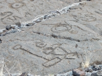 Unusual shape, the Waikoloa petroglyphs