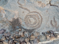 Spiral, the Waikoloa petroglyphs