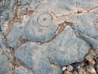 Cupule in a circle, the Waikoloa petroglyphs